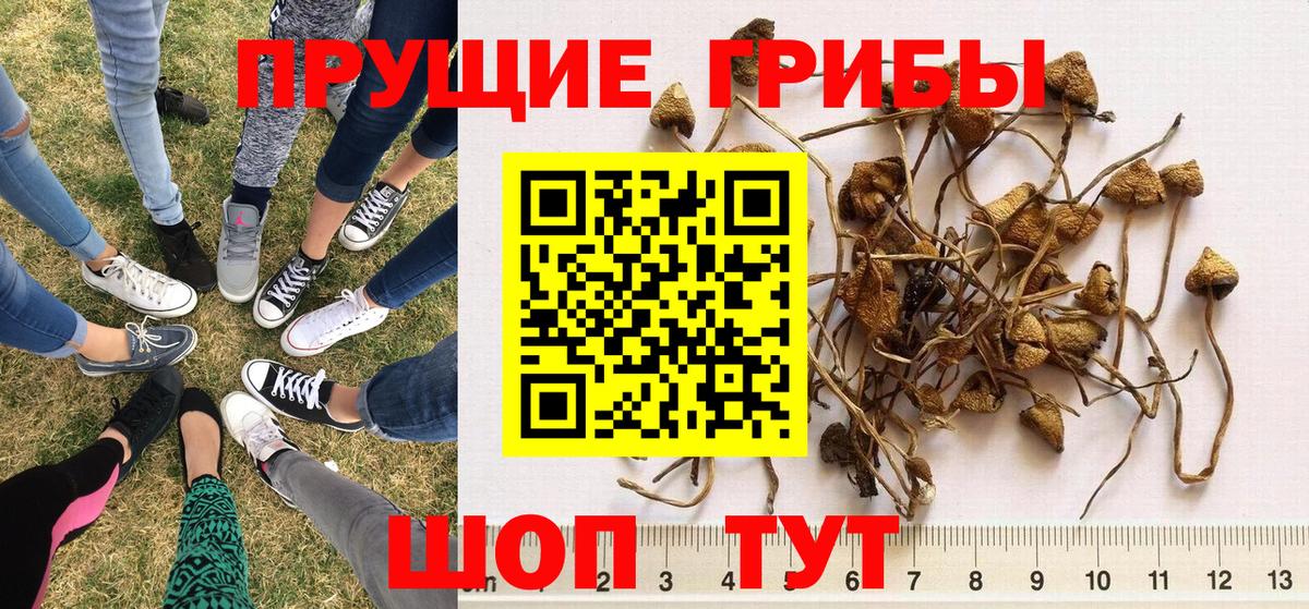 Галлюциногенные грибы Cubensis  как найти   Жигулёвск  Псилоцибиновые грибы GOLDEN TEACHER  Вход с VPN 